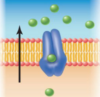 <p>Moves substances across the membrane</p><p>changes shape as solutes pass through.</p>