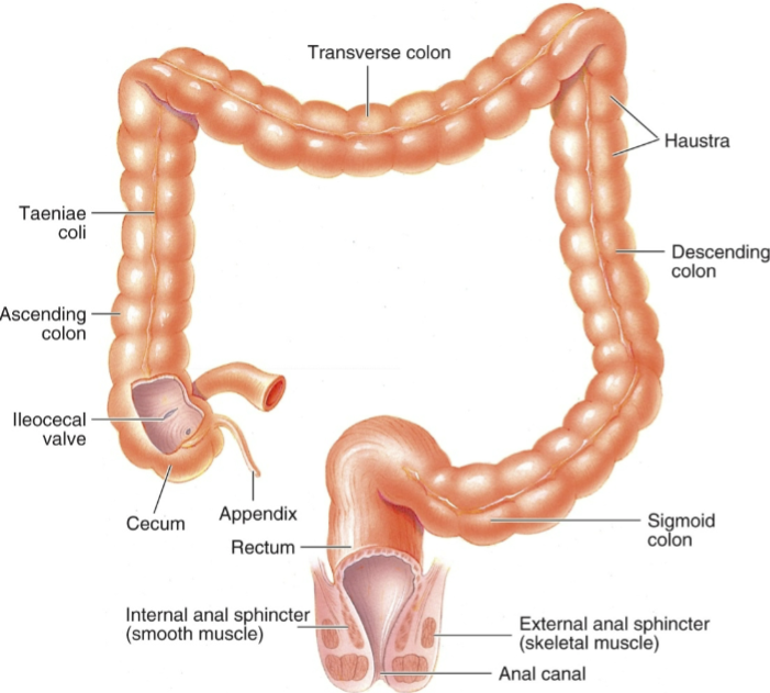<p>consists of the cecum, colon, &amp; rectum/cloaca</p><ul><li><p>vermiform appendix in humans &amp; some apes stores lymphocytes &amp; <mark data-color="yellow" style="background-color: yellow; color: inherit">has no digestive function</mark></p></li><li><p>3 regions of the colon: ascending, transverse, &amp; descending</p></li></ul><p></p>