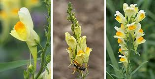<p><em>Linaria vulgaris</em></p>