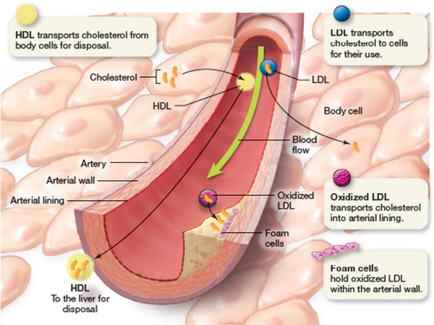<p>blood fat that helps transport cholesterol out of the arteries, thereby protecting against heart disease</p>