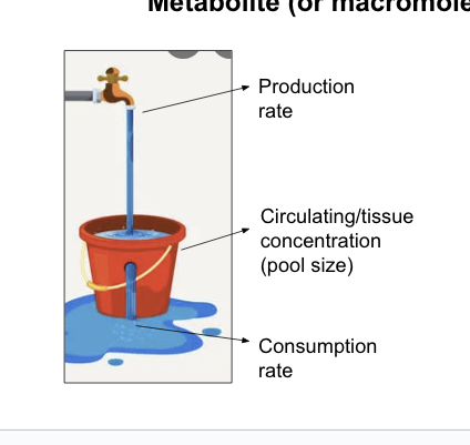 <p>production and consumption rates to maintain physiological levels while also meetinhg essential demands</p><ul><li><p>homeostatic mechanisms adjust these rates to achieve <strong>production = consumption</strong> to maintain a physiological concentration required for life</p></li></ul><p></p>