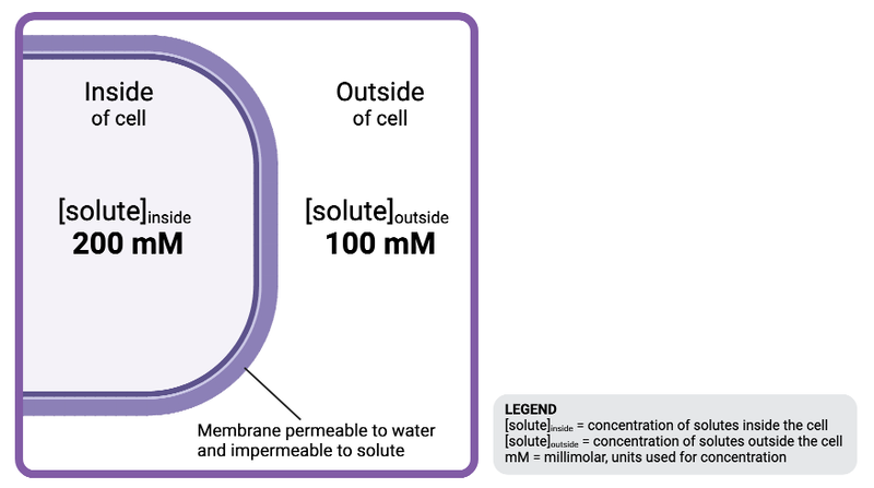 <p>The solution inside the cell is ______________ to the solution outside the cell.</p><ul><li><p><span>a. hyperosmotic&nbsp;</span></p></li><li><p><span>b. isosmotic</span></p></li><li><p><span>c. hypoosmotic</span></p></li></ul><p></p>