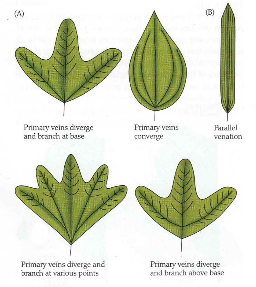 <p>Ledningsvevt i bladet som frakter vann, næring og sukker</p><p>Gir mekanisk støtte</p><p>Vi har ulike typer:</p><p>Paralelle, håndnervet, fjærnervet, bueformet nerver</p><p></p>
