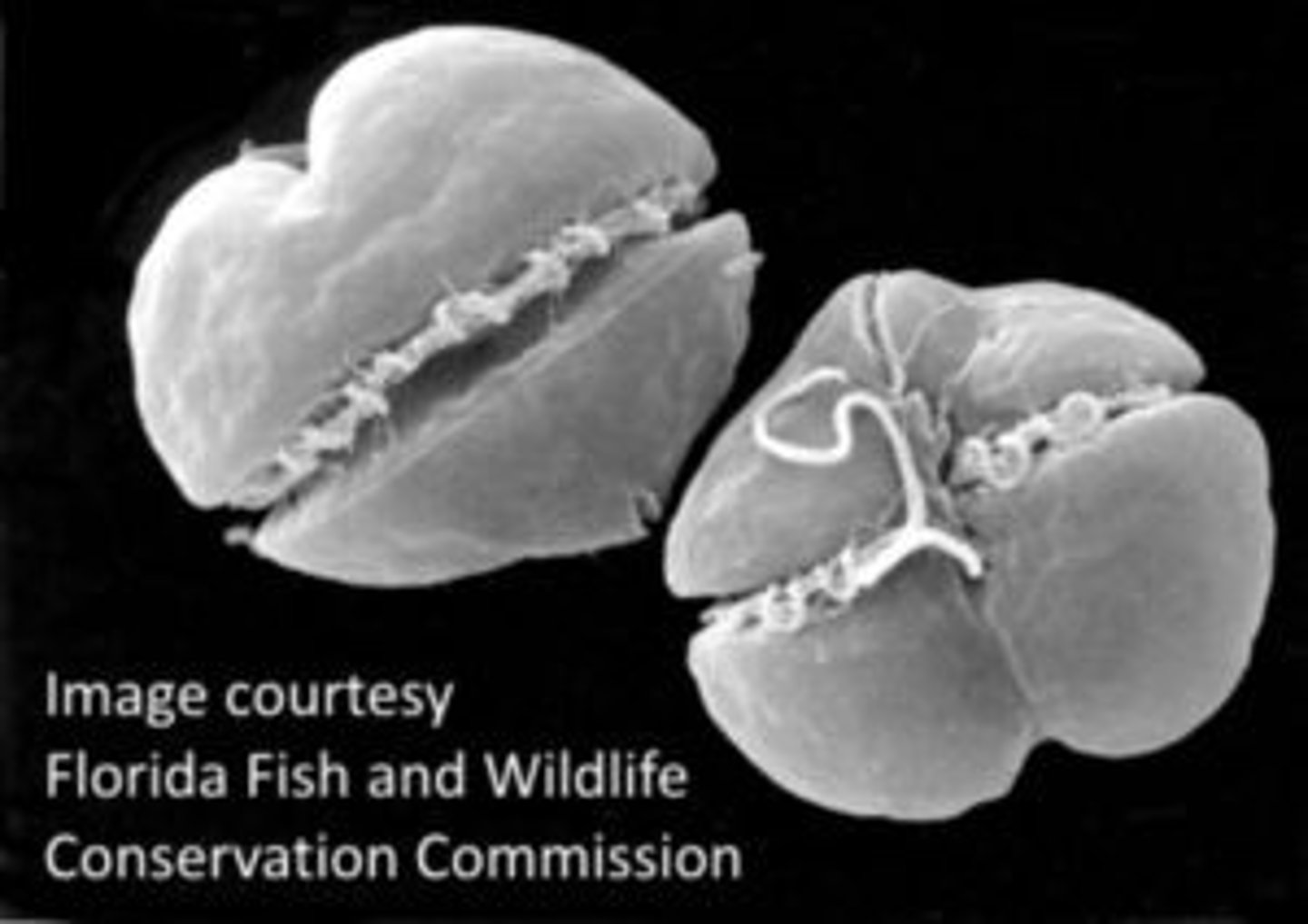 <p>dinoflagellate that causes red tide</p>