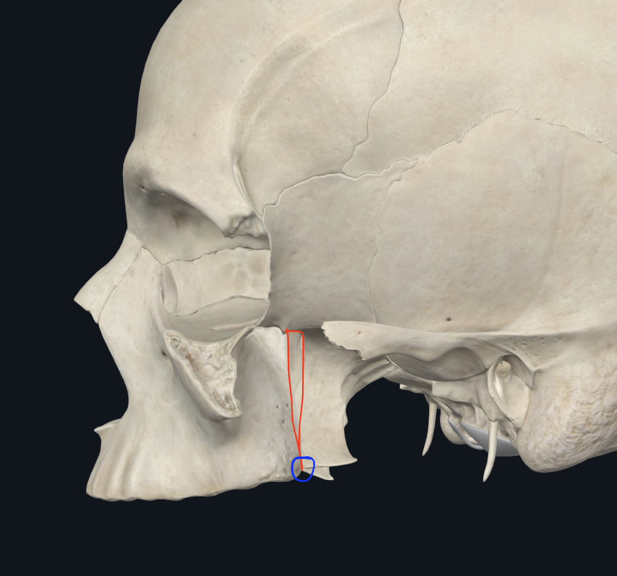 <p>(CIRCULADO EN AZUL)</p><p>Es la parte inferior</p><ul><li><p>Contiene</p><ul><li><p>Orificios del conducto palatino posterior y accesorios</p></li><li><p>UNION DE LA TUBEROSIDAD DEL MAXILAR CON LA APÓFISIS PTERIGOIDES</p></li></ul></li></ul><p></p>