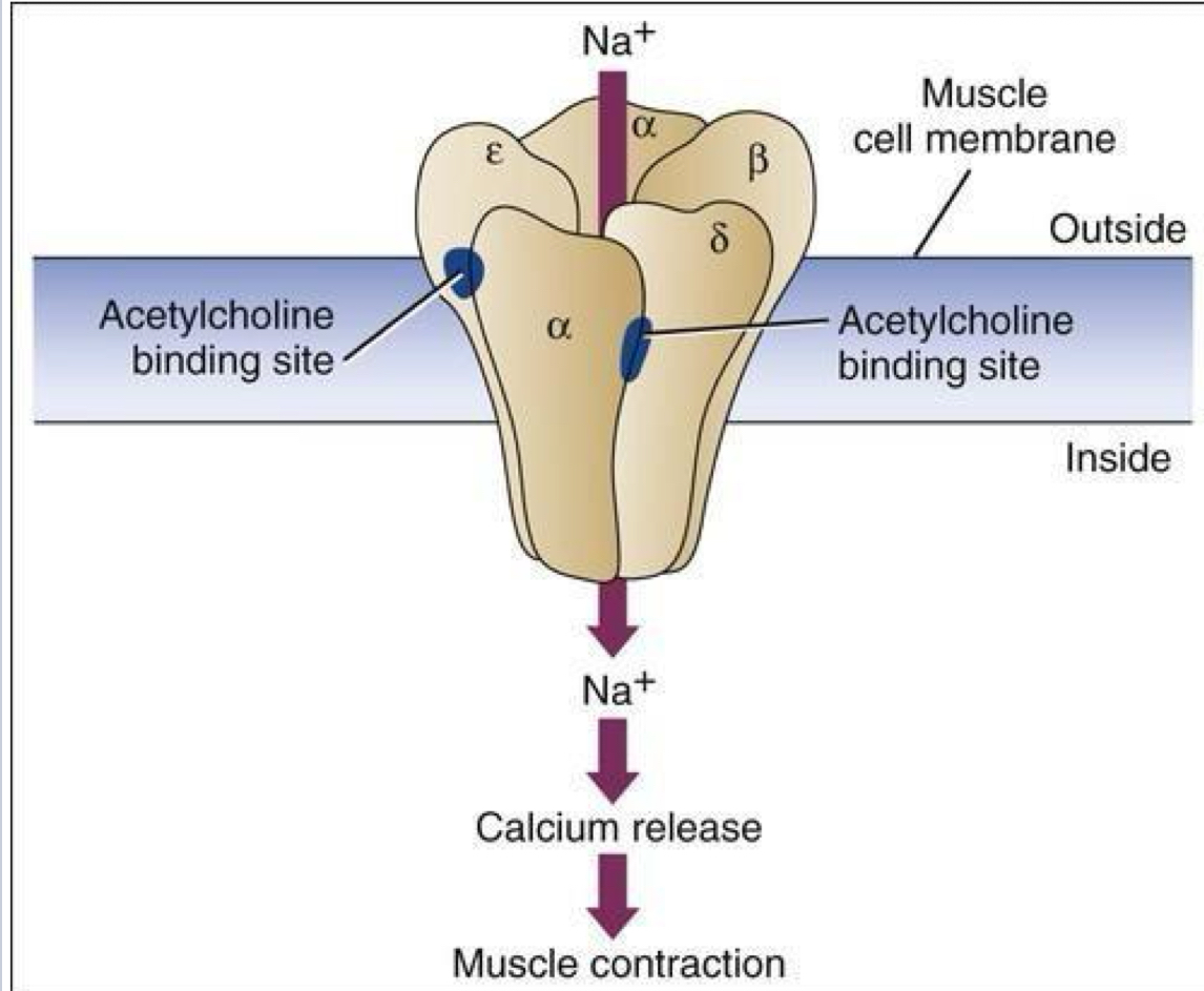 <p>Ligand gated ion channel that is mediated by acetylcholine (and nicotine) </p><p>Binding of Acetylcholine Na+ channel </p><p>Inward Na+ current causes polarisation - which in turn causes a response </p>
