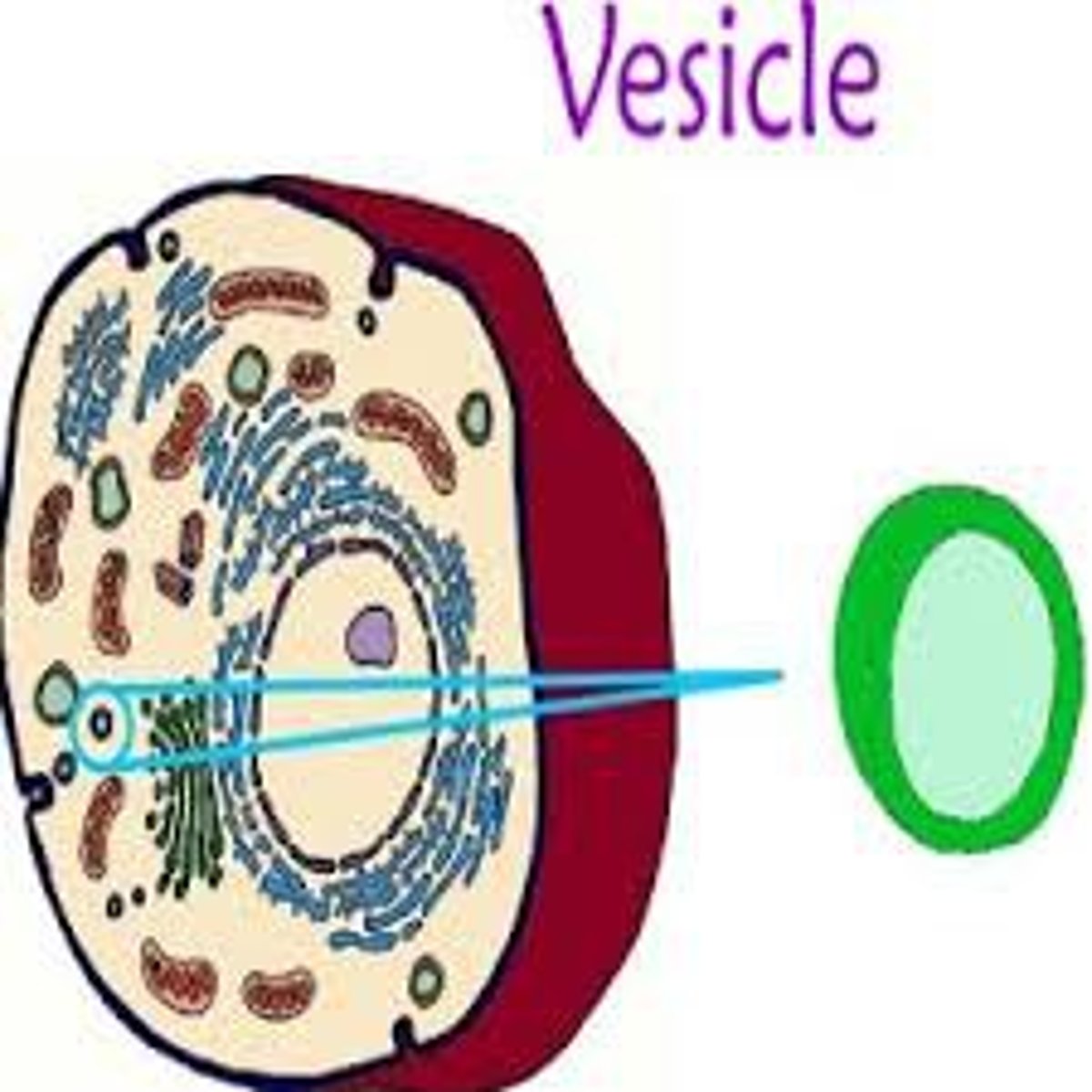 <p>These organelles consist of a single membrane with fluid inside.</p><p>Many plant cells have large vacuoles that occupy more than half of the cell volume.</p><p>Some animals absorb foods from outside and digest them inside vacuoles.</p><p>Some unicellular organisms use vacuoles to expel excess water.</p><p>Vesicles are very small vacuoles used to transport materials inside the cell.</p>