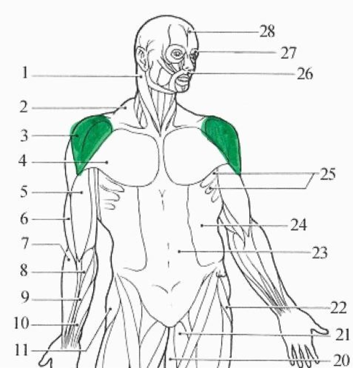 <p>green muscle</p>