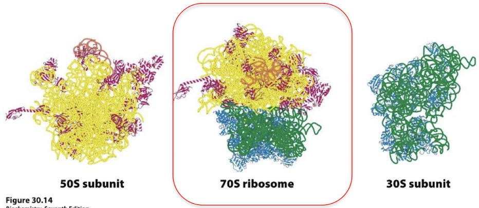 <p>The ribosome. 65% rRNA and 35% protein (rRNA forms the core).</p>