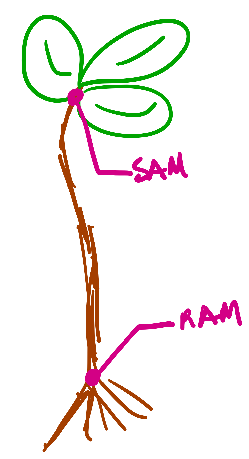 <p>A meristem is a point of growth. The two meristems are the shoot apical meristem (SAM) and the root apical meristem (RAM).</p>