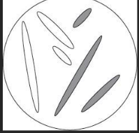 <p><span style="line-height: 19.425px;"><strong><span>Figure 2 </span></strong><span>shows three pairs of homologous chromosomes in a cell at the end of cell division.&nbsp;The appearance of each chromosome in Figure 2 is different from those shown in figure 1. Explain why. (1)</span></span></p>