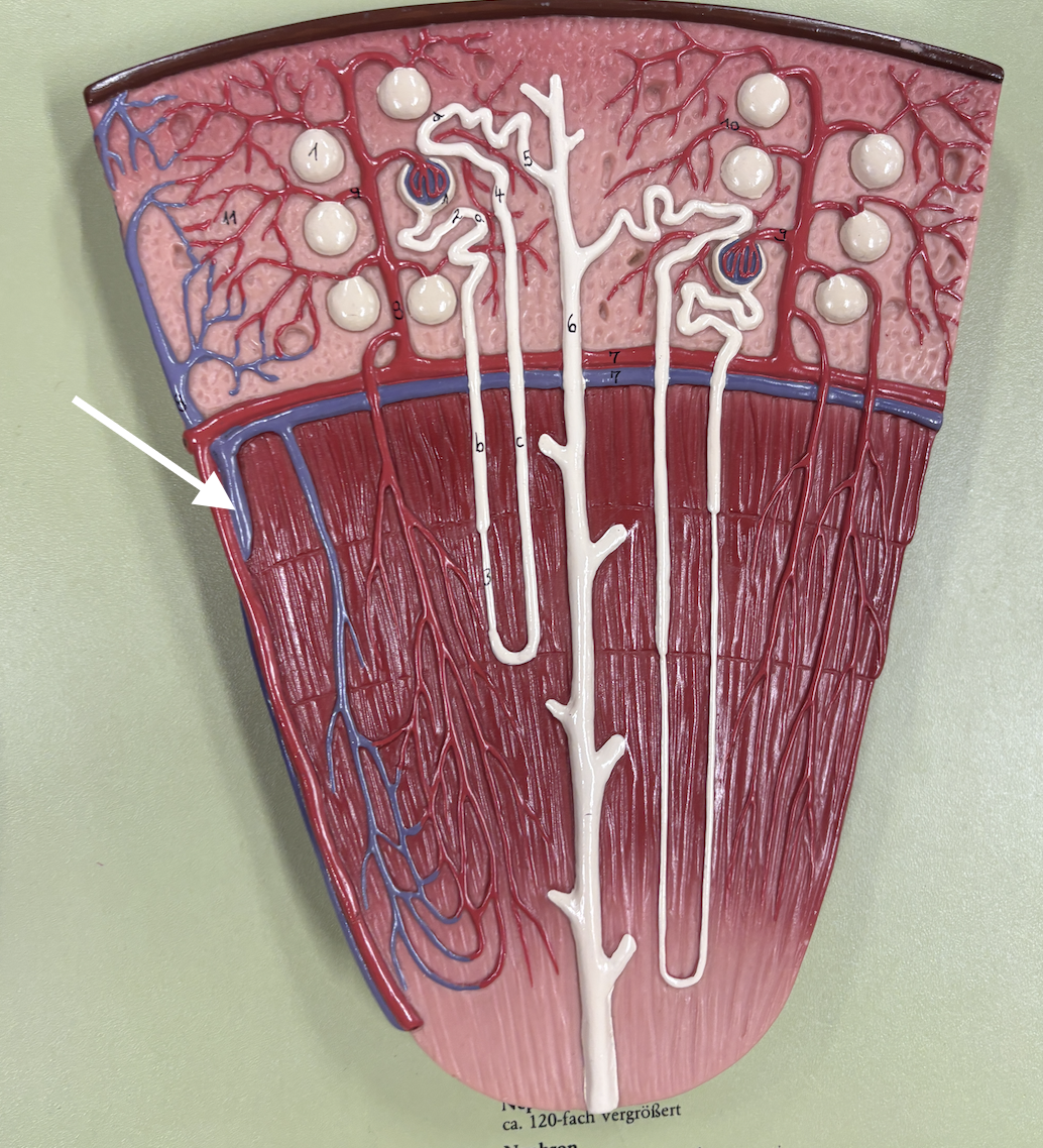 <p>what structure is the arrow pointing to?</p>