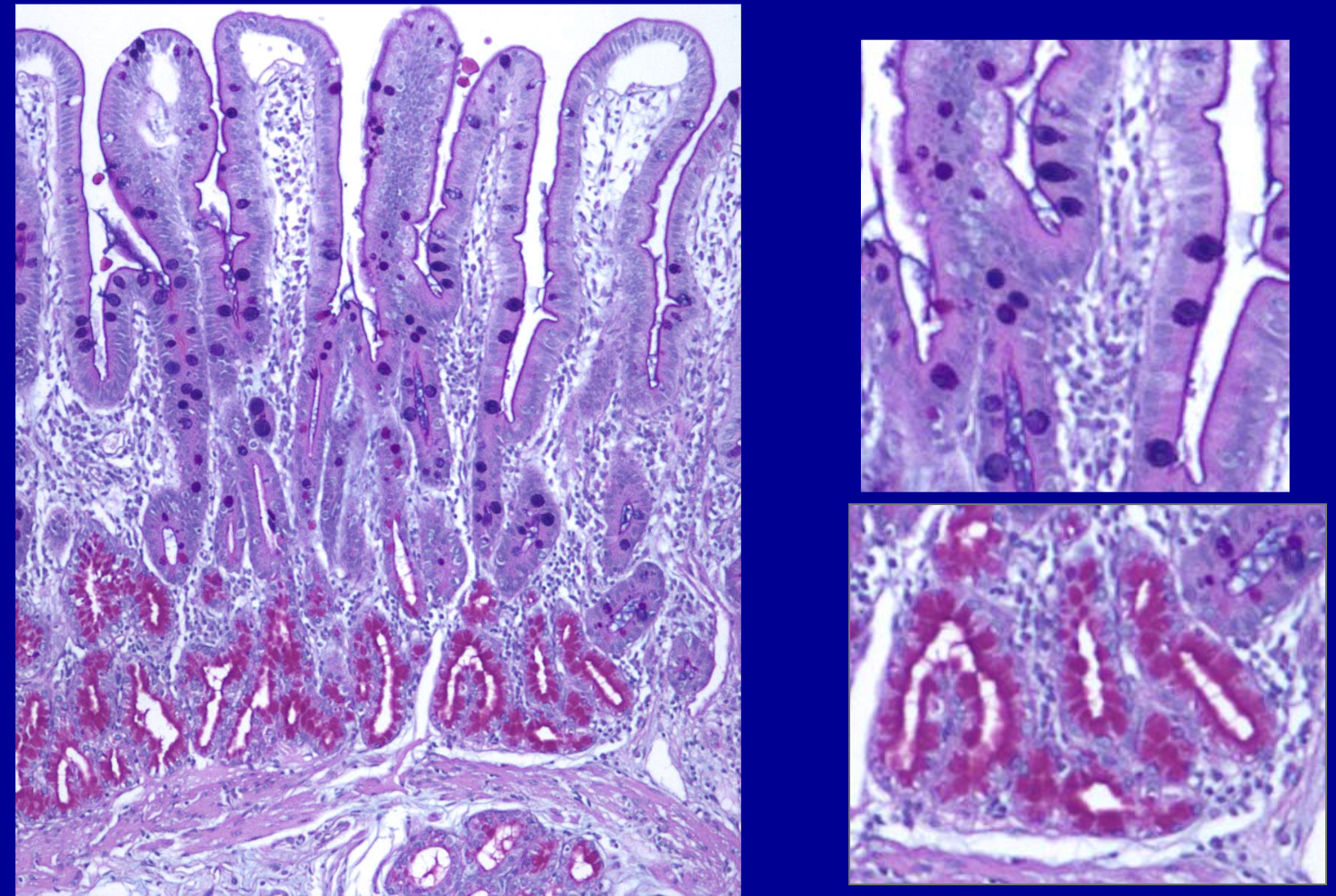 <p>ID the stain </p>