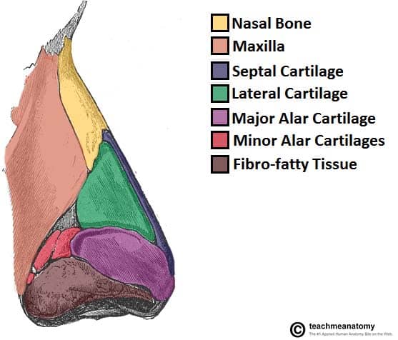 <p>crucial for maintaining the structure and function of the nose. They provide flexibility and support to the nasal framework, ensuring proper airflow and shape. The cartilages also play a role in regulating airflow, contributing to the nose's ability to warm, humidify, and filter inhaled air.<span>&nbsp;</span></p><p><br></p>