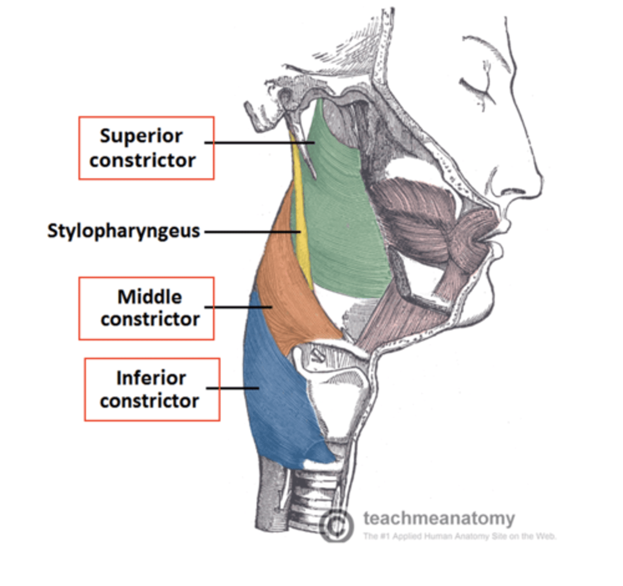 <p>The superior, middle, and inferior pharyngeal constrictors.</p><p>1. superior constrictor</p><p>2. middle constrictor</p><p>3. inferior constrictor</p>