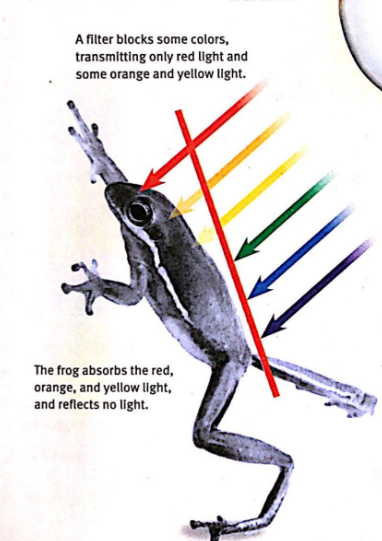 <p>YESSSSS!!!! Use a red light bulb as an example. The glass around the bulb filters out all colors except red and some orange and yellow. An object that reflects red light would still appear red under that light bulb. But an object that absorbed all red, orange, and yellow light would appear gray/black because we can’t see colors of light that aren’t even being reflected!</p>