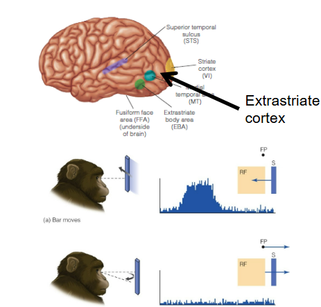 <p>Responds when a stimulus moves and do not respond when eye moves&nbsp;</p>