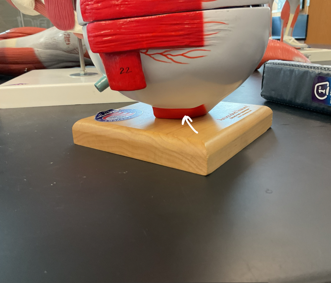 <p>Identify the structure and function </p>