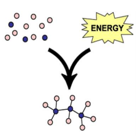 <p>Anabolic Reaction</p>