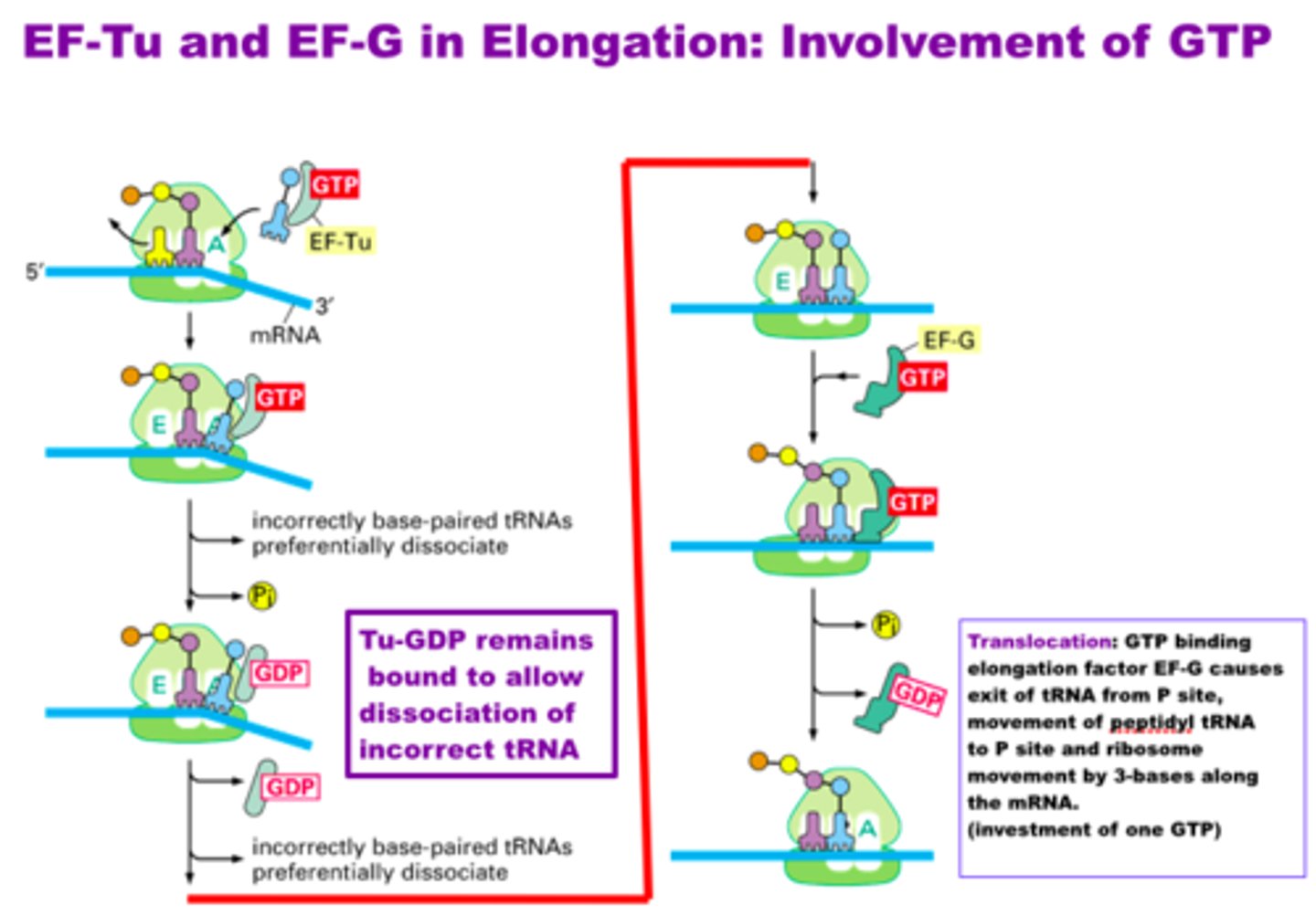 <p>assist by locating and recruiting aminoacyl-tRNA along with GTP, while helping to remove GDP once the energy has been used</p>