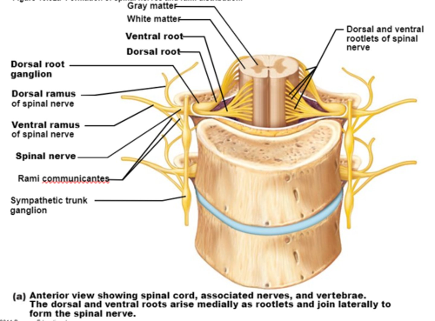 <p>Divide soon after leaving spinal cord into: Dorsal rami, Ventral rami, &amp; Plexus</p>