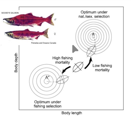 <ul><li><p>Overfishing has led to depleted fish stocks worldwide</p></li><li><p>Example: The collapse of the cod fishery</p></li><li><p>Example: Sustainability of global fish stocks</p></li><li><p>Fishers prefer the big fishes → it is better for the fish to be smaller because then fishers won’t care about them</p></li><li><p>Because hunting imposes an artificial selection pressure to be “less attractive to hunters”, overfishing has also led to declines in the average body masses of many commercial fish species</p></li><li><p>Conservation efforts are complicated by shifting baselines</p></li></ul><p></p>