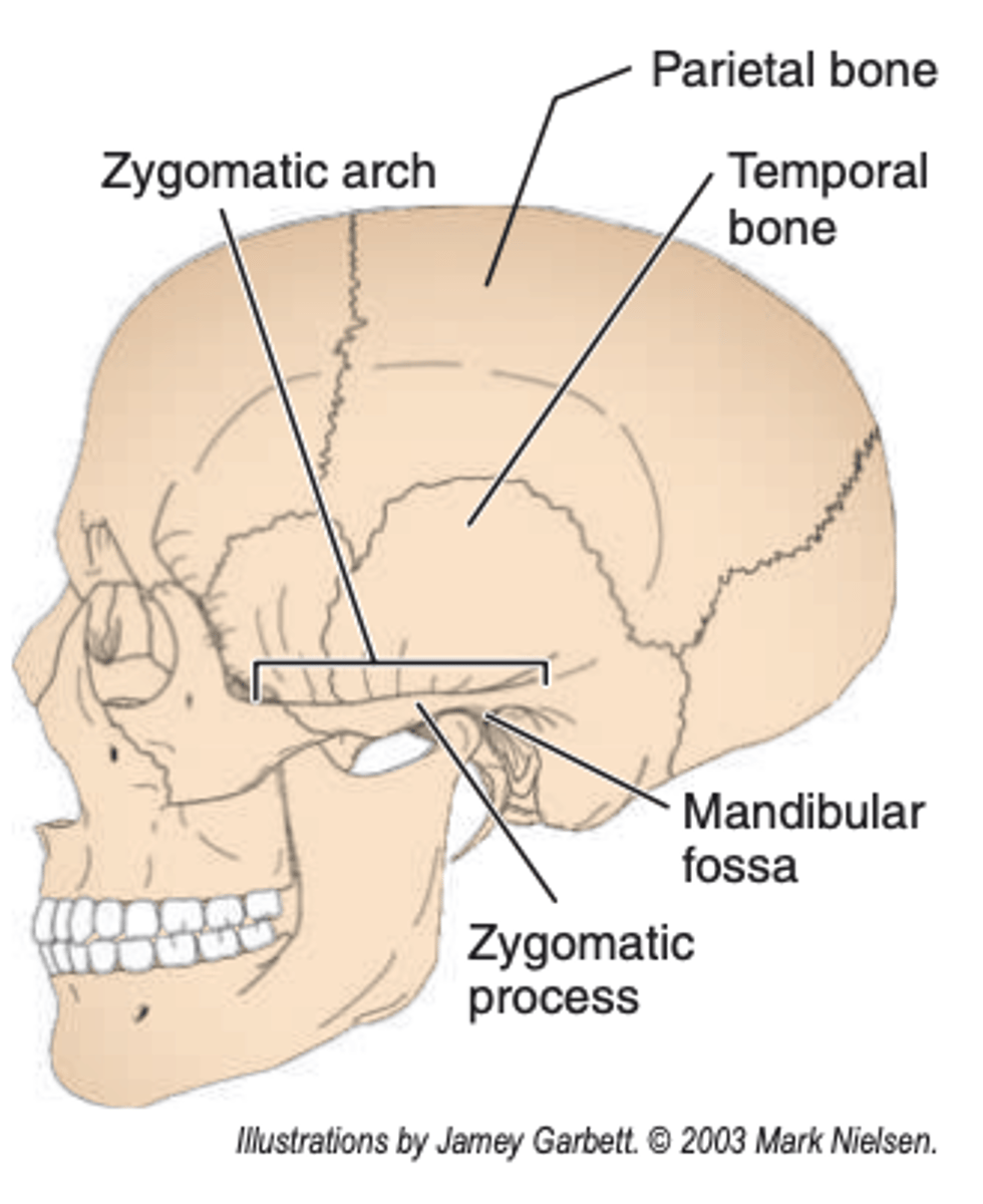 <p>formed by the zygomatic process of temporal bone and the temporal process of the zygomatic bone</p>