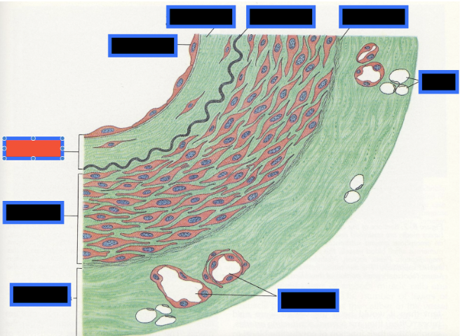 <p><span style="background-color: transparent; font-family: &quot;Times New Roman&quot;, serif;">What part of the Blood Vessel (in the red box) is this</span></p>