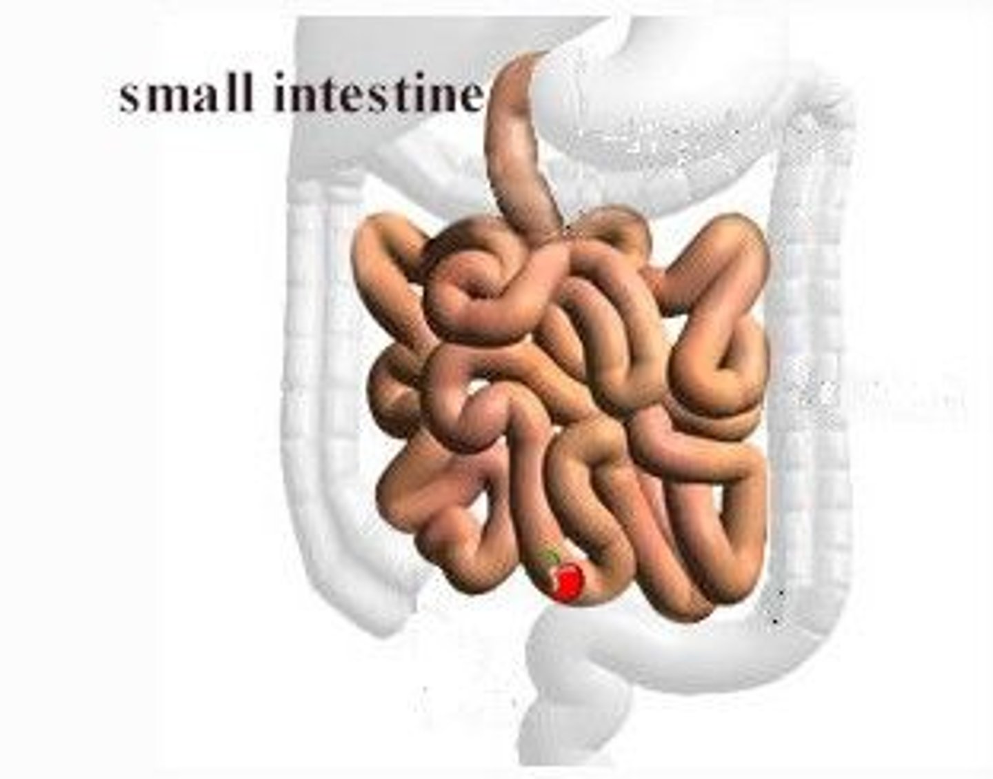 <p>Intestine (usually small)</p>