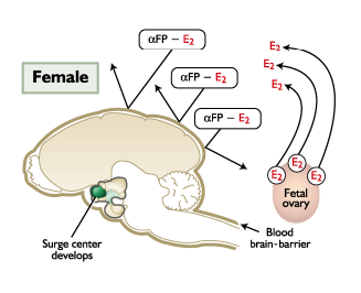 <p>The female fetal brain is protected from _______</p>