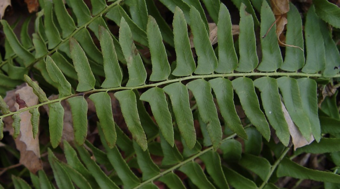 <p>Christmas Fern A</p>