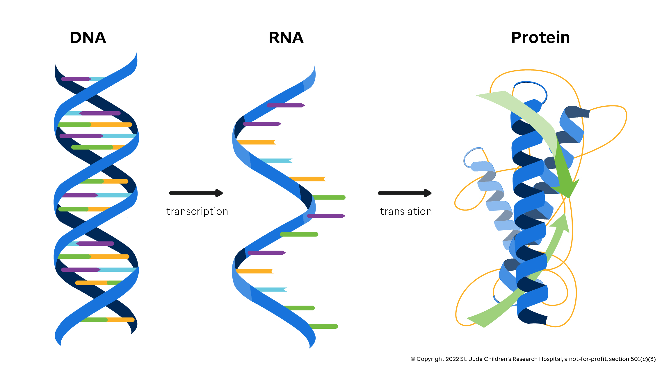 <p>DNA → RNA → Protein</p>