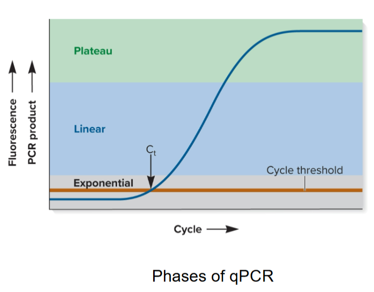 <ol><li><p>Initially, little product is made so no increase in fluorescence detected</p></li><li><p>When reagents are not limiting, product doubles with every cycle (exponential phase); Cycle Threshold (Ct) is reached.</p></li><li><p>Changes to linear phase when reagents are somewhat limiting</p></li><li><p>Reaction eventually plateaus when one or more reagents are used up</p></li><li><p>Concentration of unknown amount of starting DNA (or RNA) can be determined by comparing Ct with known standards by adding a known amount of DNA or amplifying another gene in sample</p></li></ol><p></p>