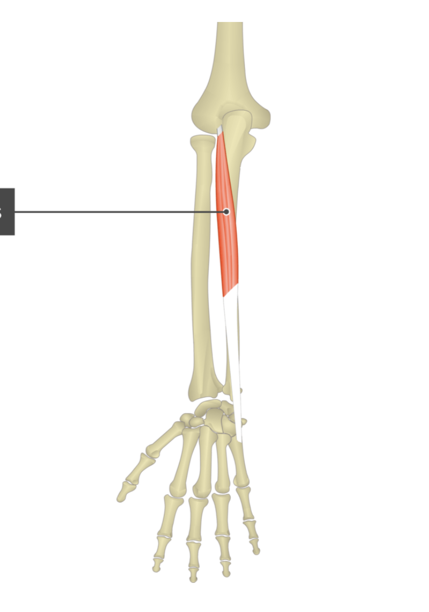 <p>extensor carpi ulnaris</p><p></p>