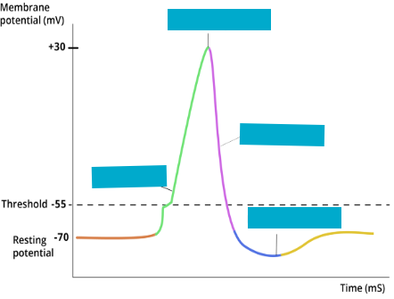 <p><strong>Resting &amp; Graded Potential</strong></p>