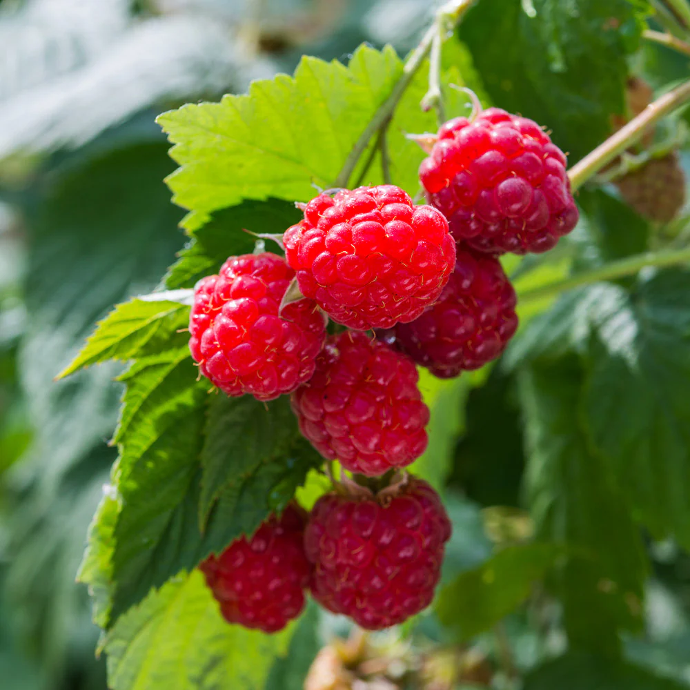 <p>What kind of fruit is a raspberry?</p>