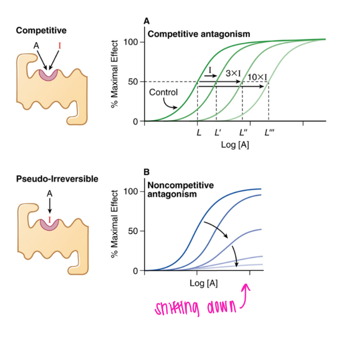 <p>shifted right and down; eventually gets to 0. </p><p>can out-compete until all the binding sites eventually all get blocked</p>