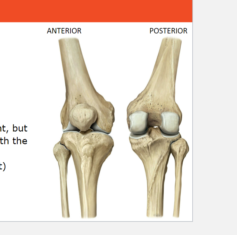 <p>The joint is art. Genus or Knee joint. The two parts of the knee joint are the art. femorotibialis, which involves the articulation between the femur and tibia, and the art. femoropatellaris, which involves the articulation between the femur and patella.</p>