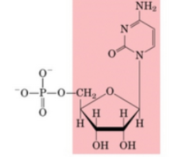 <p>What Nucleotide</p>