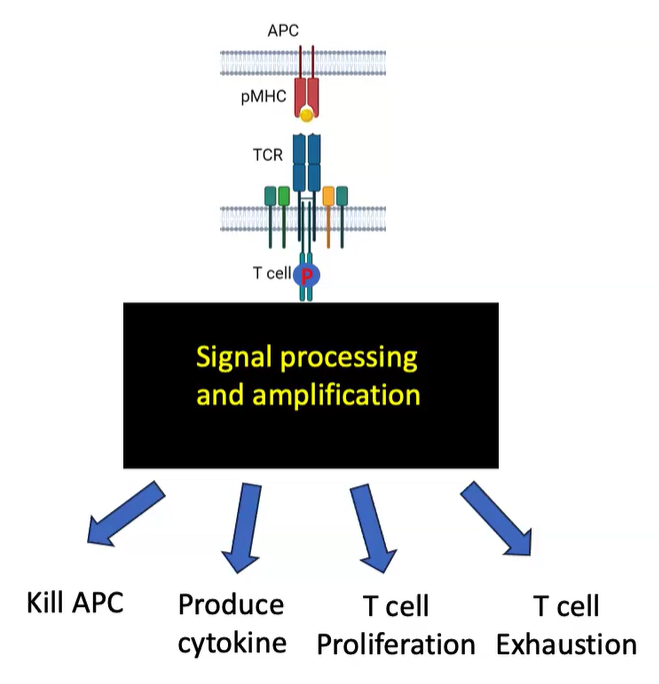 <p>TCR signaling amplifies signals, enabling various T cell functions:</p><ul><li><p>APC killing</p></li><li><p>Cytokine production</p></li><li><p>T cell proliferation</p></li><li><p>T cell exhaustion (under prolonged activation conditions)</p></li></ul><p></p>