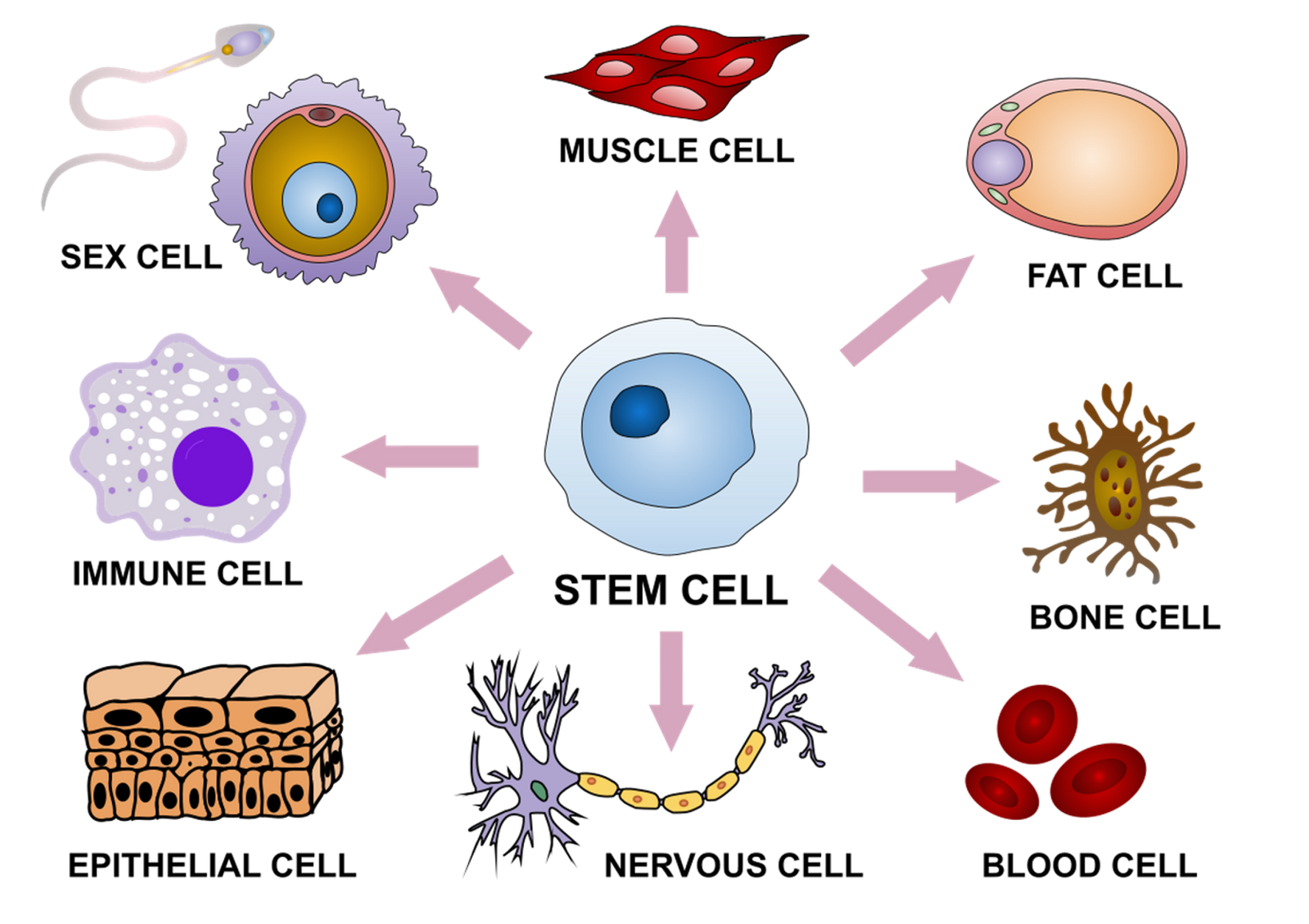 <p><span><u>Differentiation</u> is important because specialised cells are used up, damaged or die all the time during life. Specialised cells cannot make copies of themselves, but they need to be replaced for your body to carry of functioning and working.</span></p>