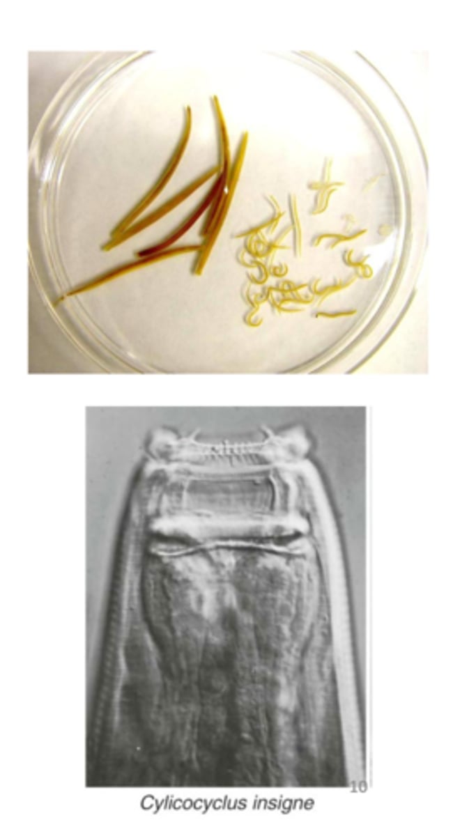 <p>top pic has both large and small</p>