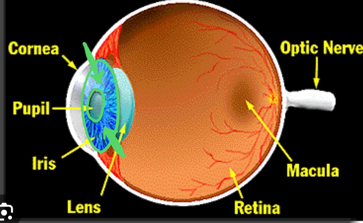 <p>What structure is this?</p>