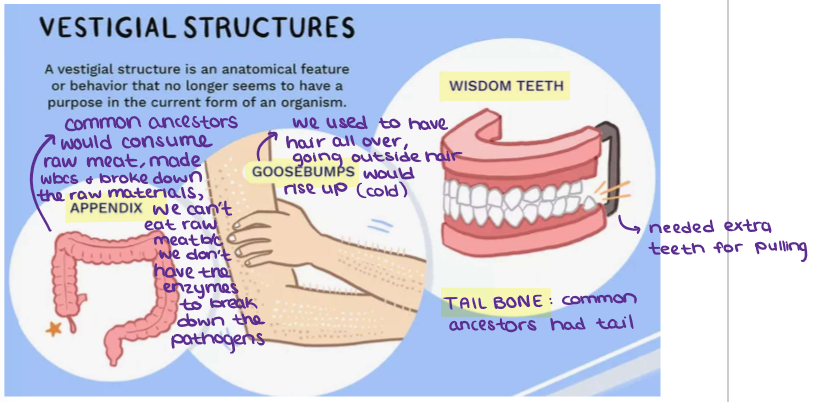 <ul><li><p>Examples of vestigial structures include the tailbone of humans (a vestigial tail), the hind leg bones of whales, and the underdeveloped legs found in some snakes.</p></li><li><p><strong><mark data-color="yellow" style="background-color: yellow; color: inherit;">APPENDIX:</mark></strong> common ancestors would consume raw meat, broke down the raw materials, we can’t eat raw meat today b/c we don’t have the enzymes to break down the pathogens&nbsp;</p></li><li><p><strong><mark data-color="yellow" style="background-color: yellow; color: inherit;">GOOSEBUMPS:</mark></strong>&nbsp;we used to have hair all over, going outside hair would rise up (cold)&nbsp;<span><span>→ like a cat</span></span></p></li><li><p><span><strong><mark data-color="yellow" style="background-color: yellow; color: inherit;"><span>WISDOM TEETH:</span></mark></strong><span>&nbsp;needed extra teeth for pulling</span></span></p></li><li><p><span><strong><mark data-color="yellow" style="background-color: yellow; color: inherit;"><span>TAIL BONE:</span></mark></strong><span>&nbsp;common ancestors had tail</span></span></p></li></ul><p></p>