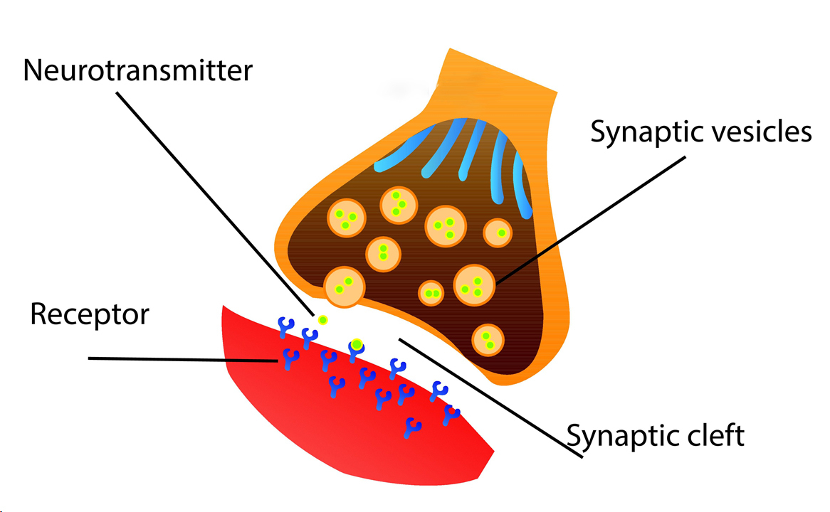 <p>What is the neurotransmitters?</p>