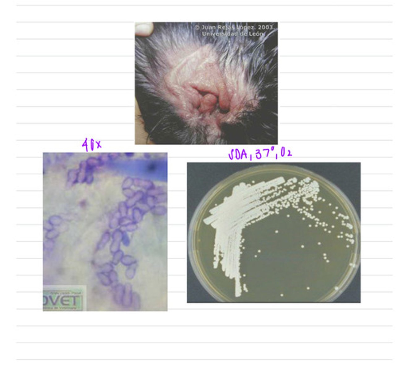<p>this dog came into the vet because he has an ear infection. we isolate a sample into SDA at 37 degrees and look under a microscope.</p><p>what sample should we take?</p><p>what is the diagnosis?</p>