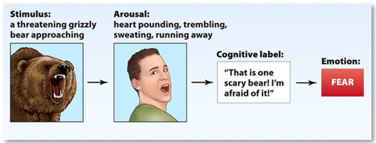 <p>theory of emotion in which both the physical arousal and the labeling of that arousal based on cues from the environment must occur before the emotion is experienced. That huge bear is dangerous and that makes me feel afraid</p>