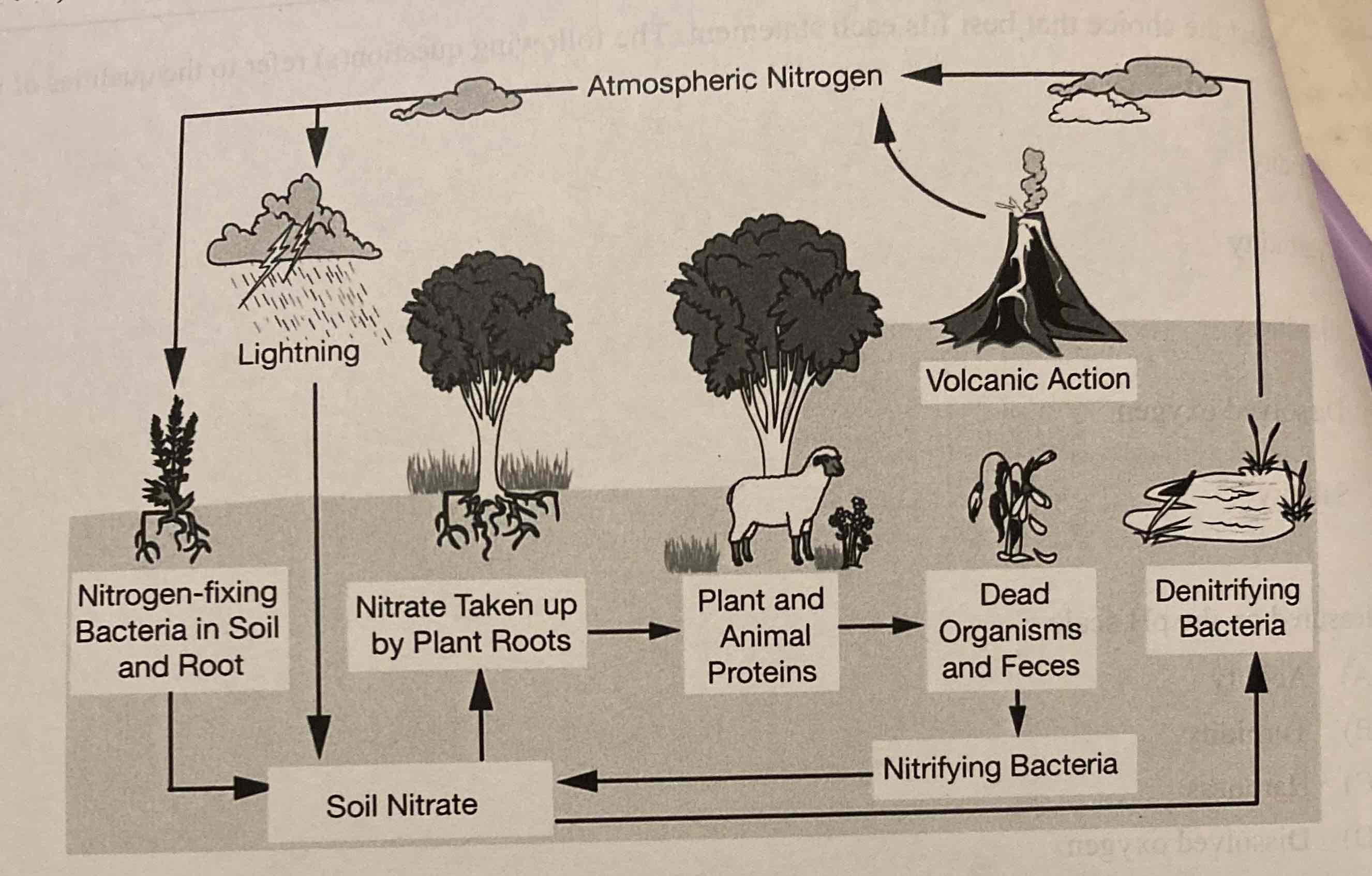 <p>Which of the following pathways indicate how nitrogen is added to the largest nitrogen reservoir?</p><p>-Nitrifying bacteria and lightning</p><p>-Decomposing plant and animal material</p><p>-Denitrifying bacteria and volcanic activity</p><p>-Nitrates taken up by plant roots</p>