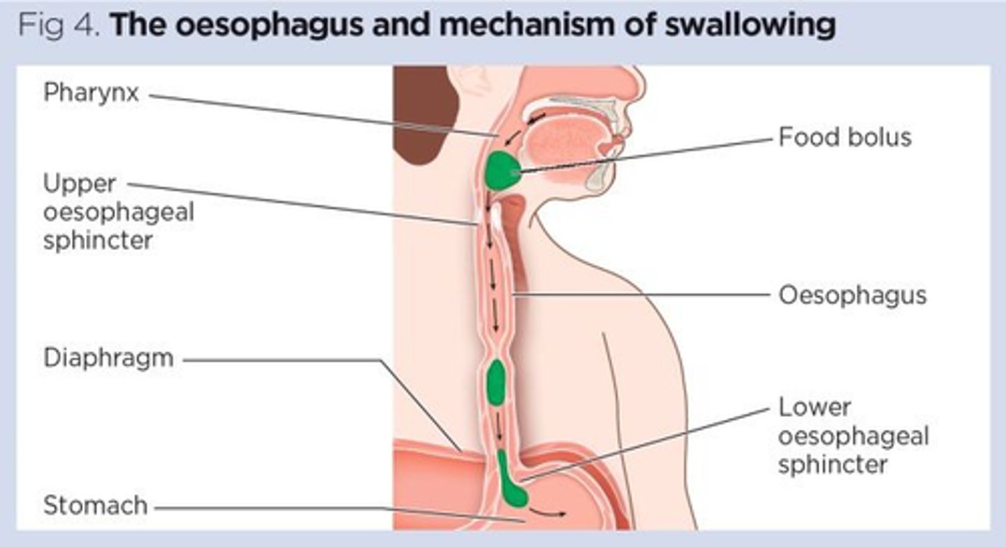 <p>The pharyngeal muscles contract to move the food bolus mouth -&gt; oesophagus</p><p>the initial phase of swallowing, which involves the voluntary contraction of pharyngeal muscles to propel the bolus into the esophagus, is known as the oral or voluntary phase.</p>