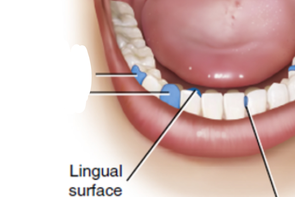 <p>Surface facing tongue </p>